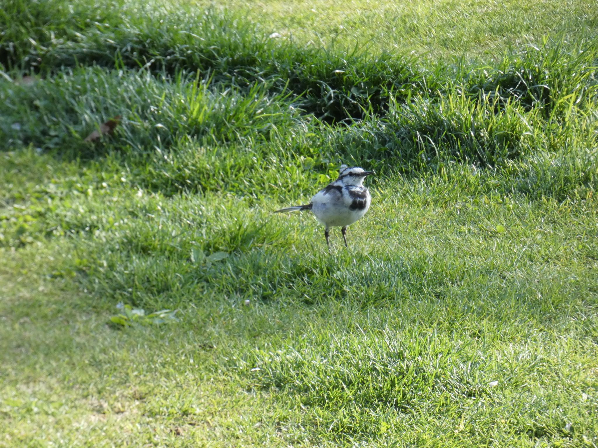 White Wagtail