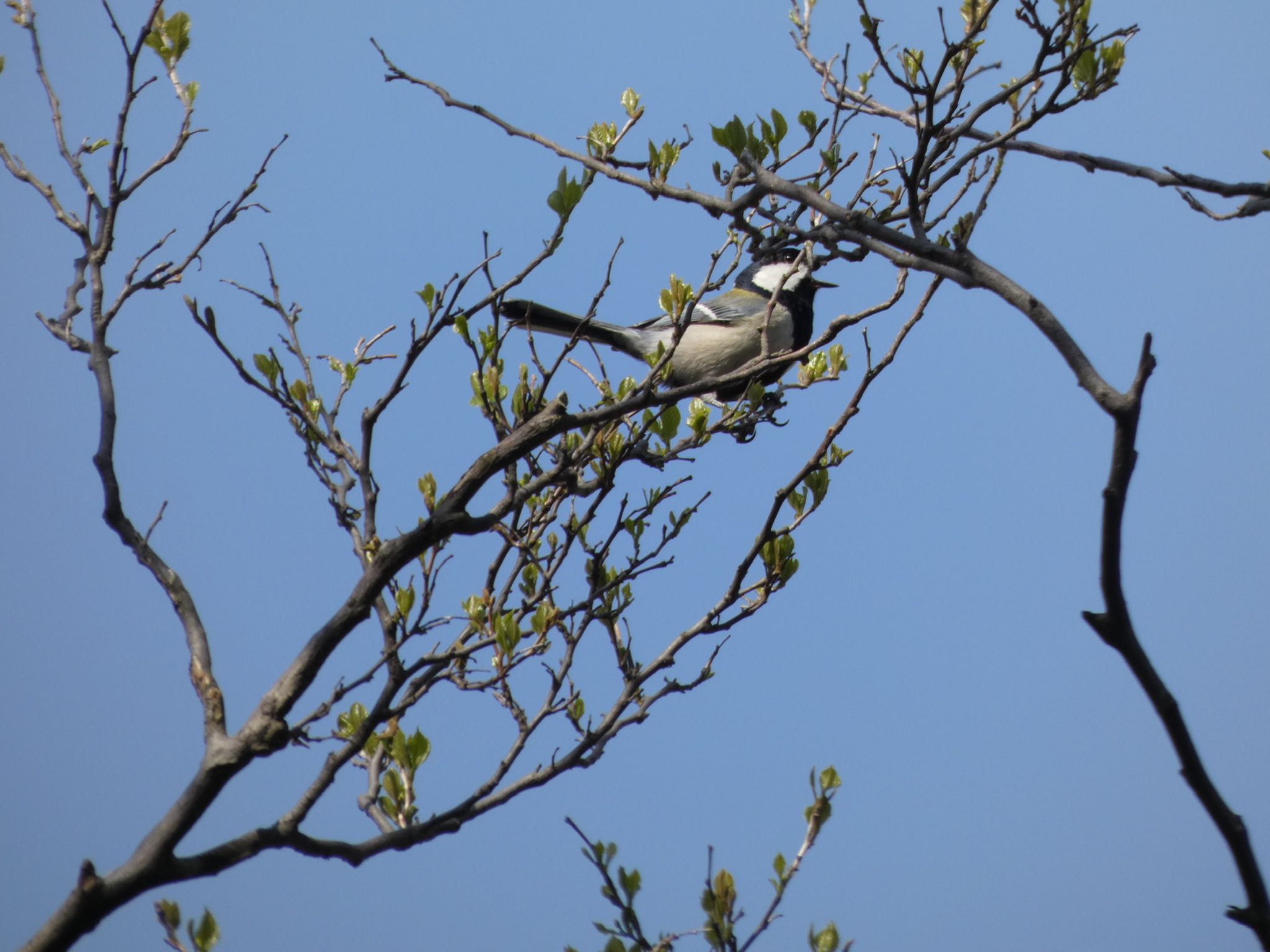 Photo of Japanese Tit at Mitsuike Park by yoshikichi