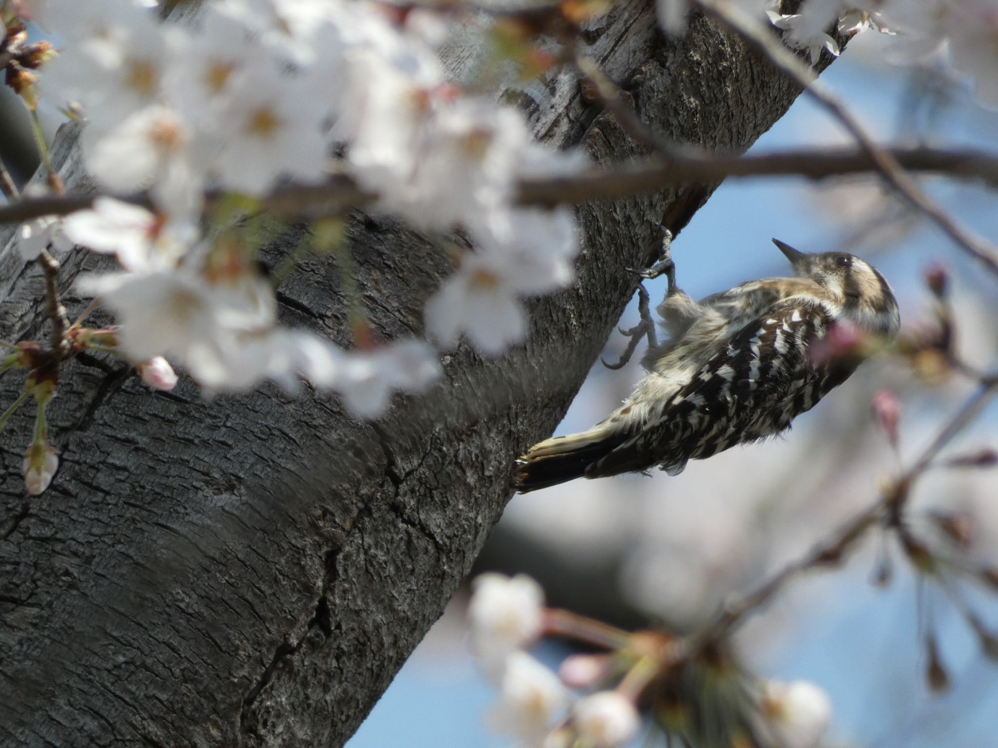 Japanese Pygmy Woodpecker