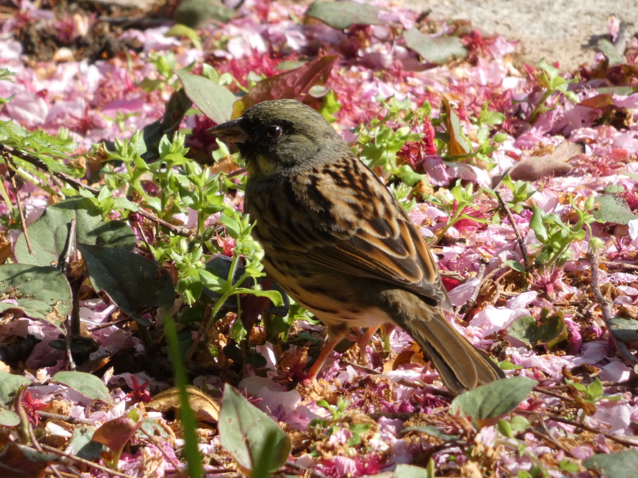 Masked Bunting