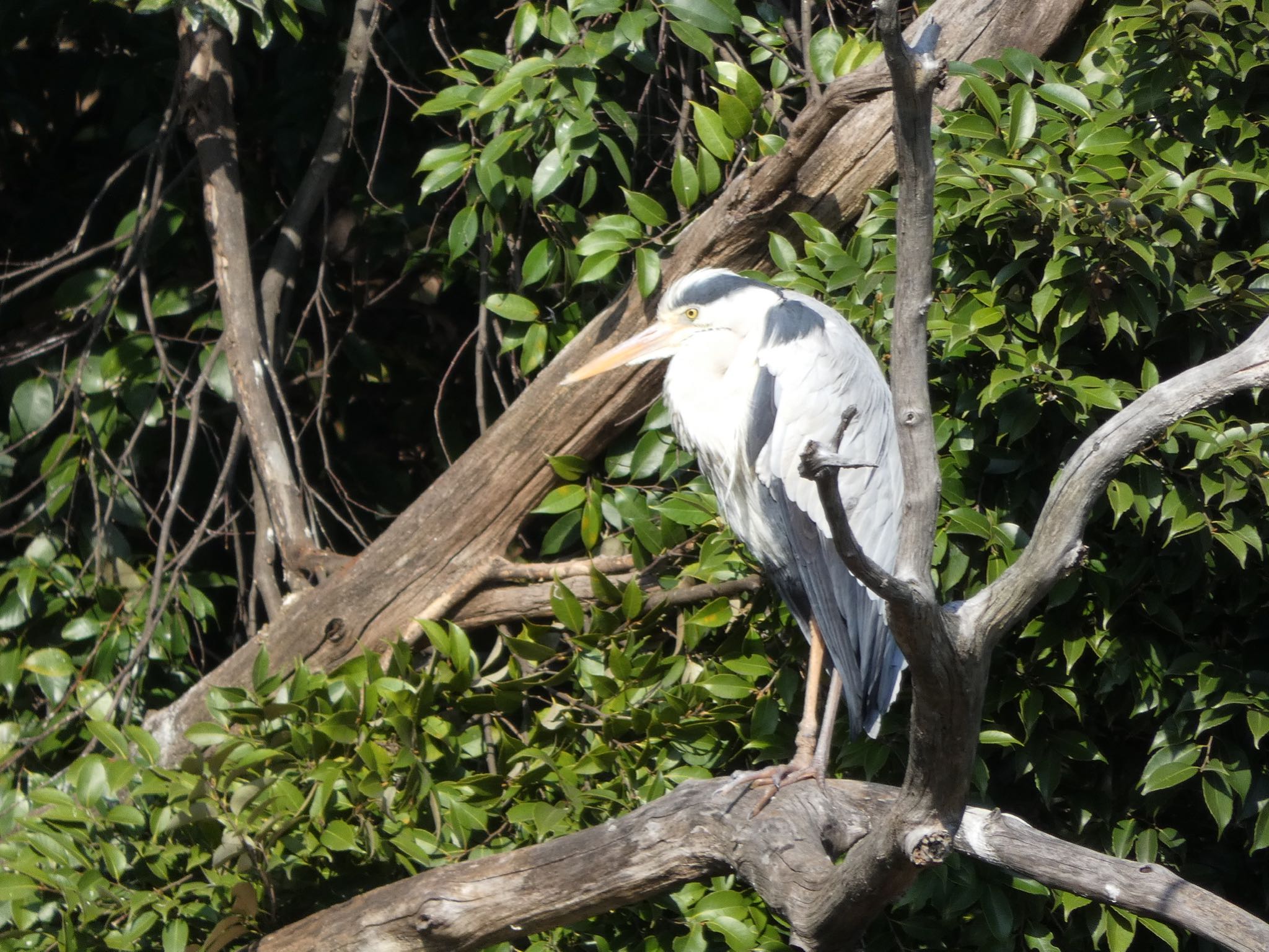 Grey Heron