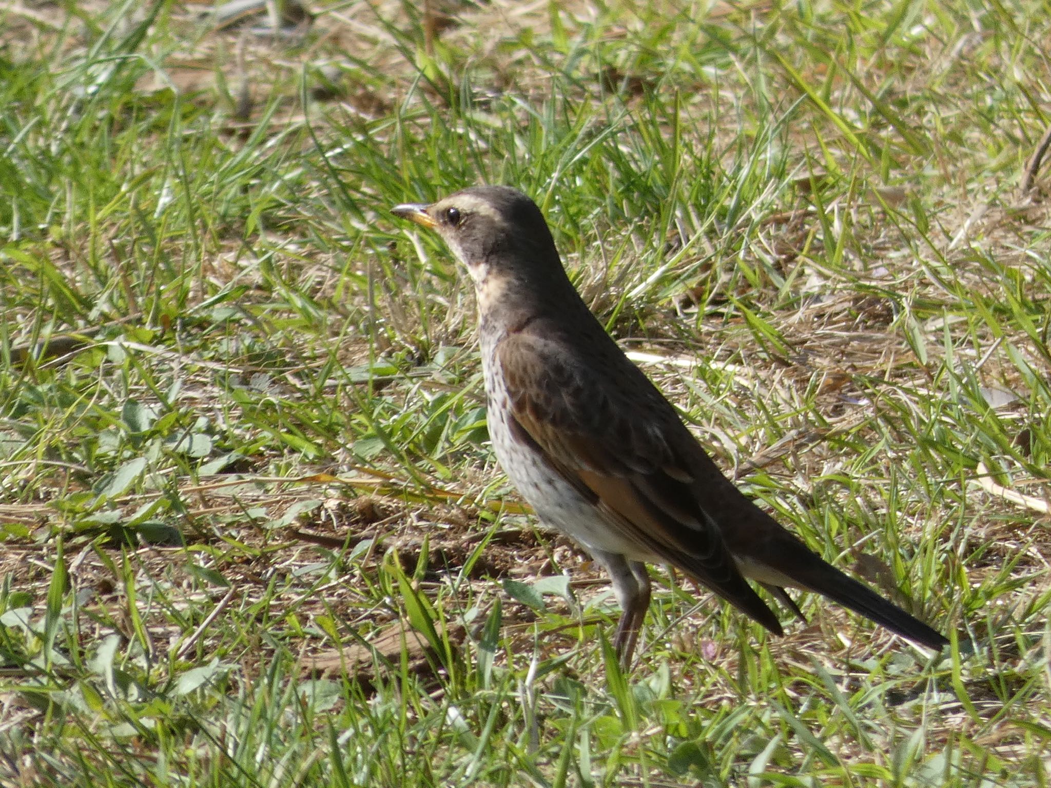 Dusky Thrush