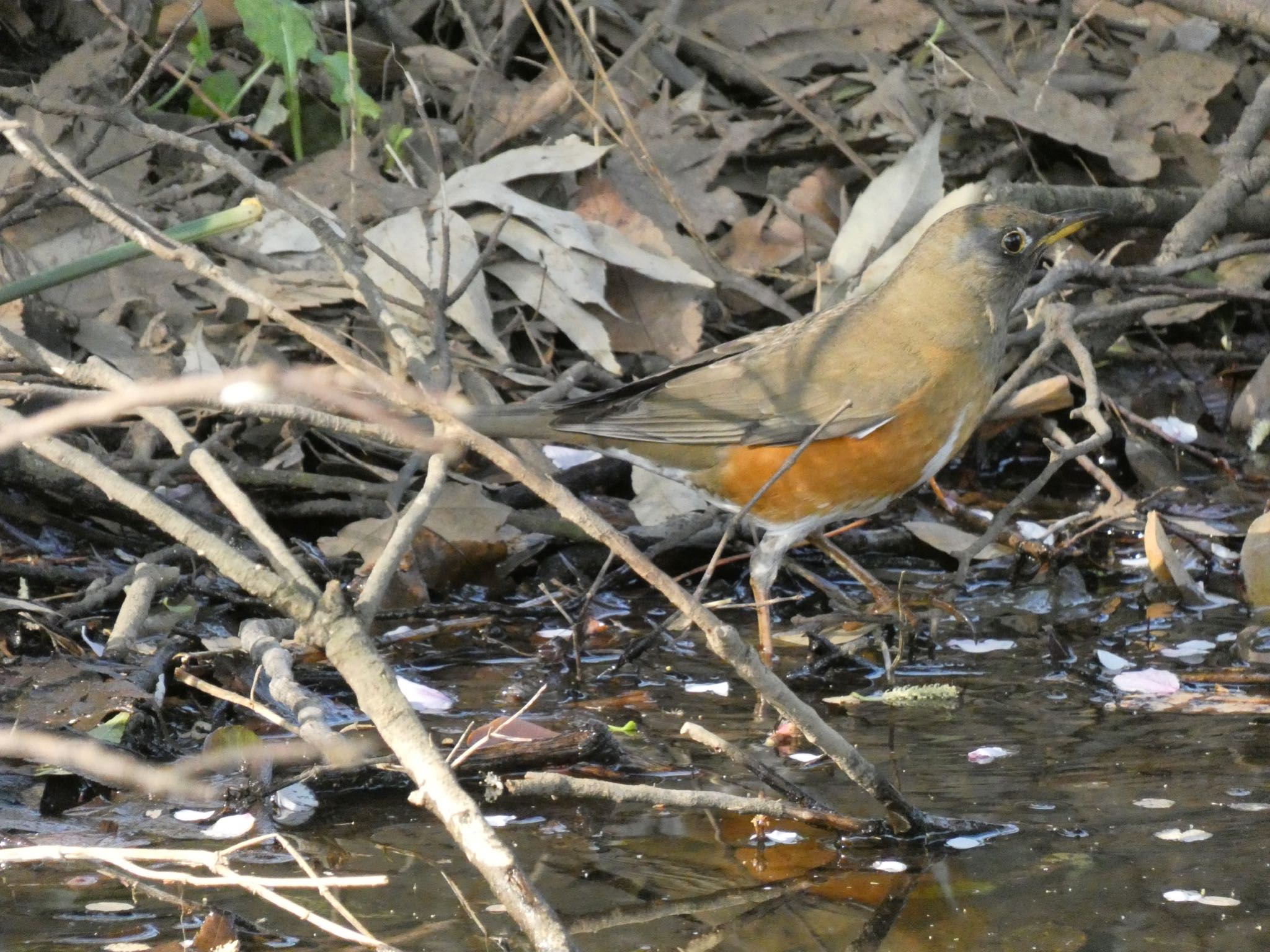 Brown-headed Thrush