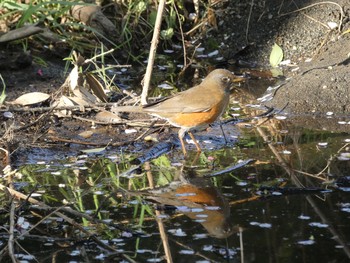 2021年3月27日(土) 三ツ池公園(横浜市鶴見区)の野鳥観察記録