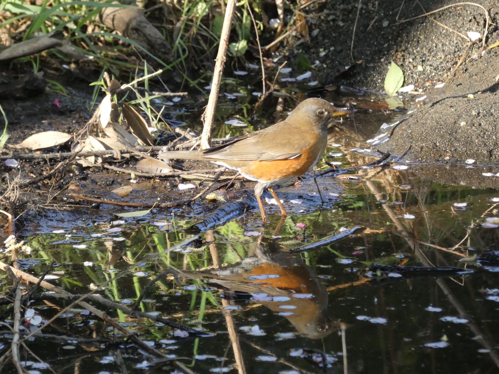 Brown-headed Thrush