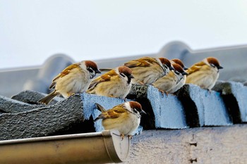 Eurasian Tree Sparrow 熊本県 Sat, 2/11/2017