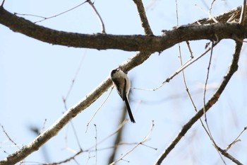 エナガ 国営武蔵丘陵森林公園  2017年2月4日(土)