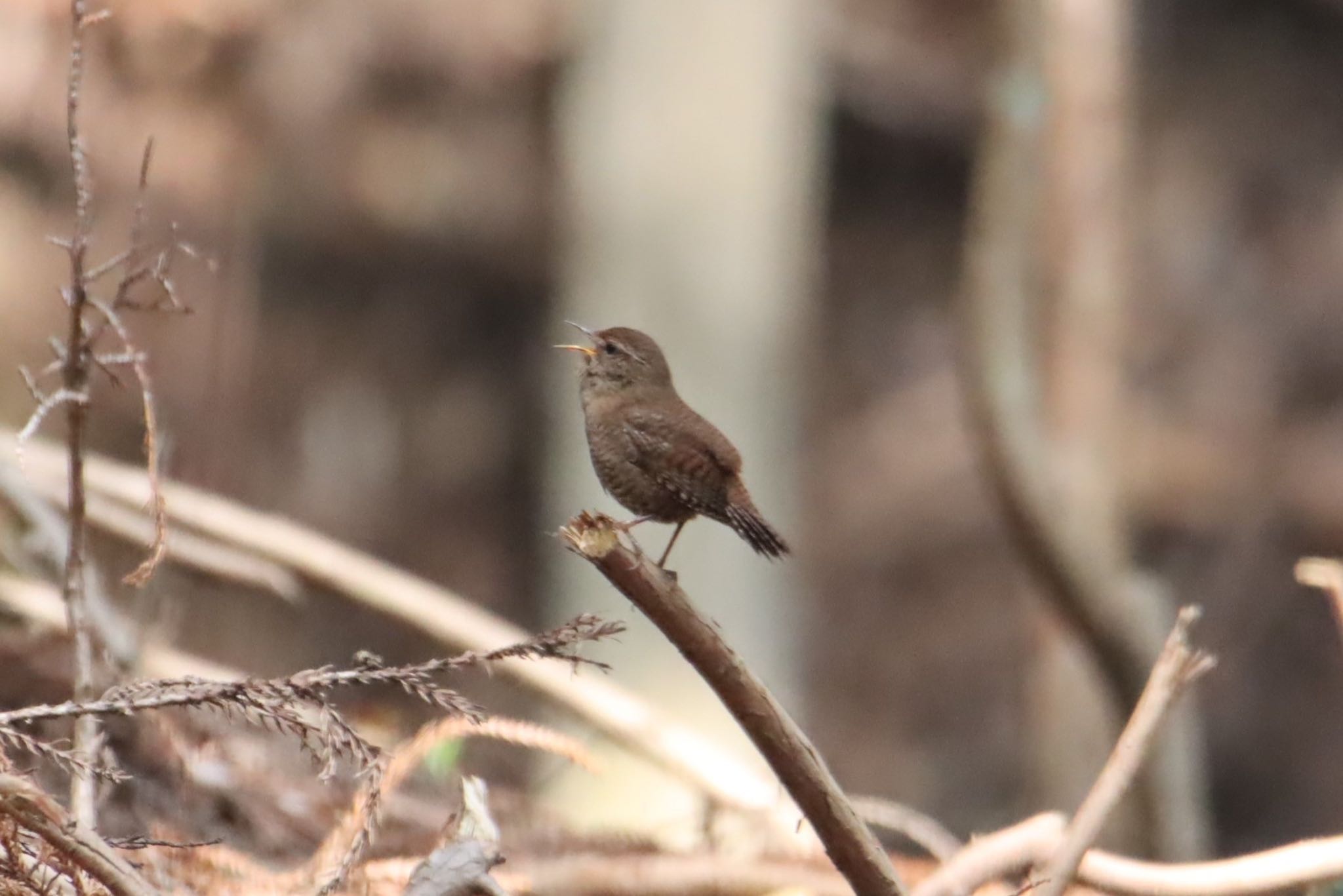 Eurasian Wren