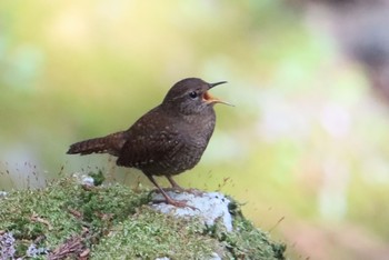 Sat, 3/27/2021 Birding report at 日向渓谷