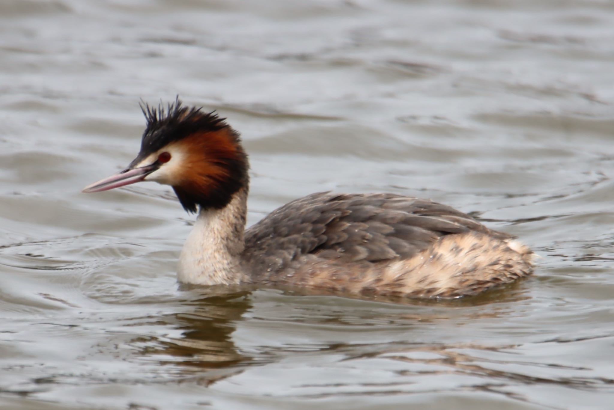 Photo of Great Crested Grebe at Mizumoto Park by ぽぽぽ