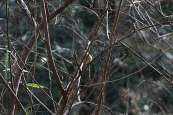 ルリビタキ 国営武蔵丘陵森林公園  2017年2月4日(土)