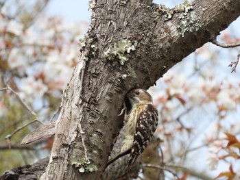 コゲラ 場所が不明 2021年3月27日(土)