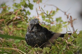 Sat, 3/27/2021 Birding report at 近所