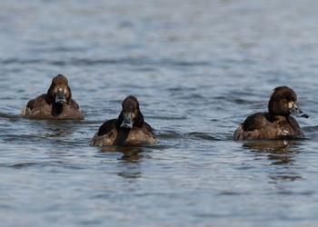 Tufted Duck 千歳市 Sat, 3/27/2021