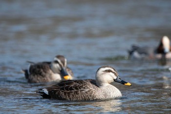 Eastern Spot-billed Duck 千歳市 Sat, 3/27/2021