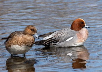 Eurasian Wigeon 千歳市 Sat, 3/27/2021