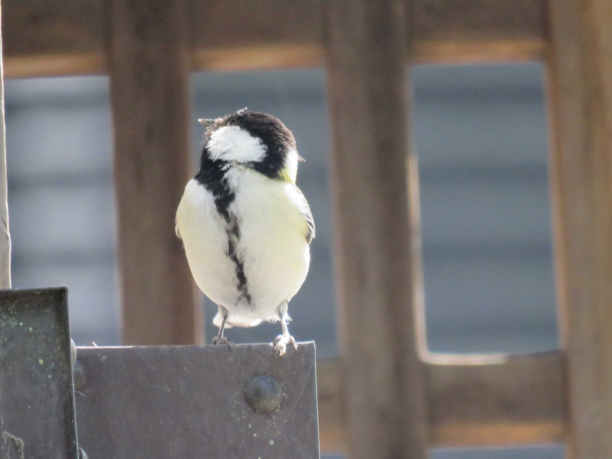 シジュウカラ