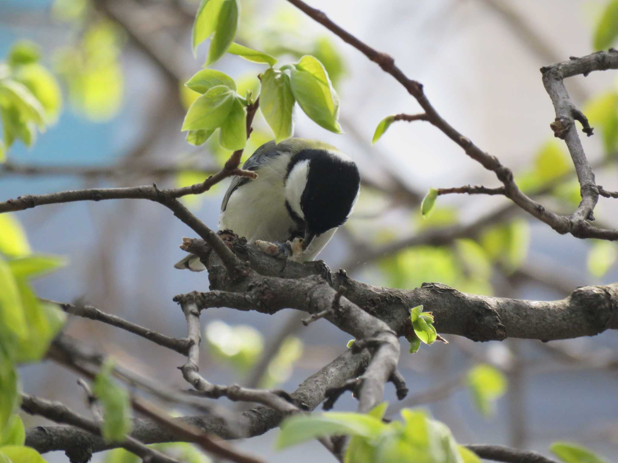 Photo of Japanese Tit at 今川公園 by いまがわ