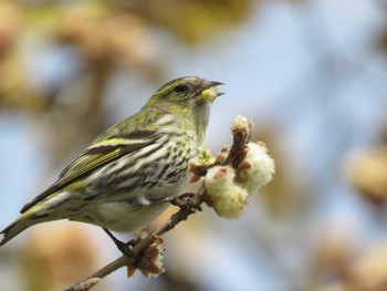 2021年3月27日(土) 今川公園の野鳥観察記録