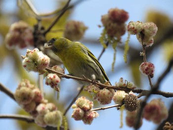 Eurasian Siskin 今川公園 Sat, 3/27/2021