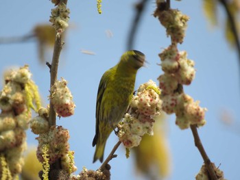 Eurasian Siskin 今川公園 Sat, 3/27/2021