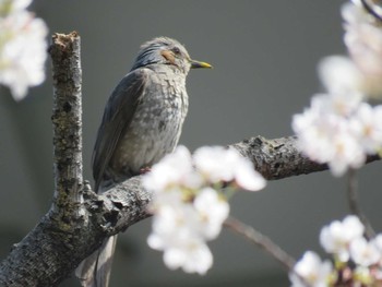 Brown-eared Bulbul 今川公園 Sat, 3/27/2021