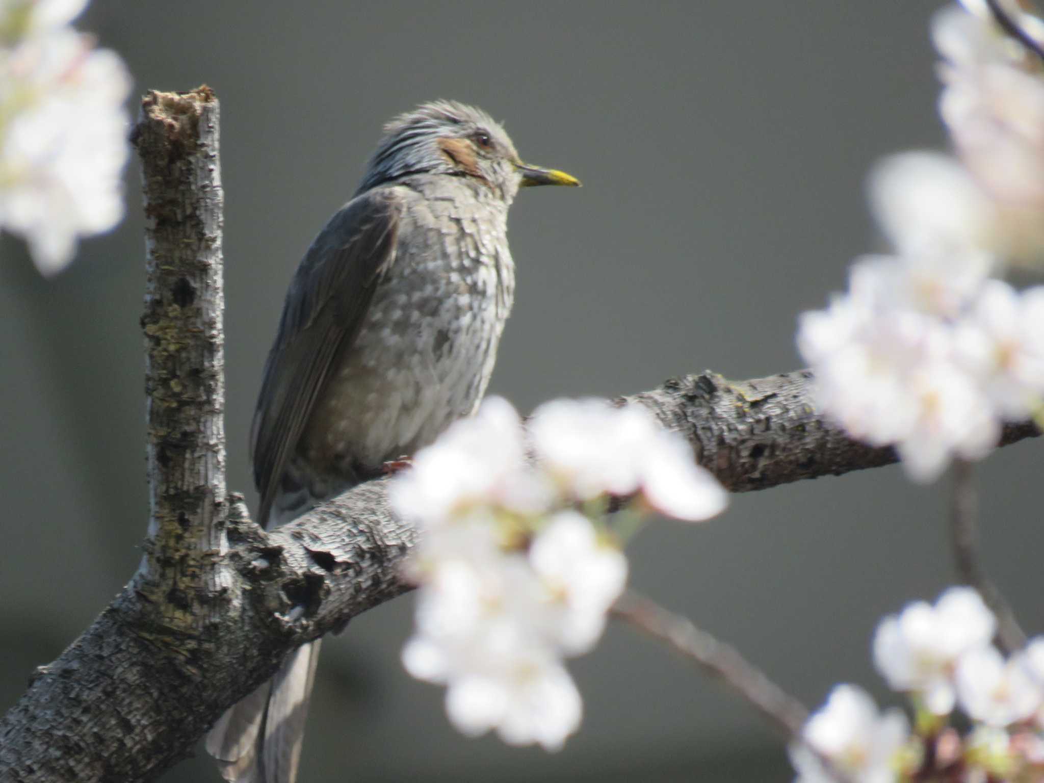 Brown-eared Bulbul