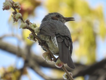 Brown-eared Bulbul 今川公園 Sat, 3/27/2021