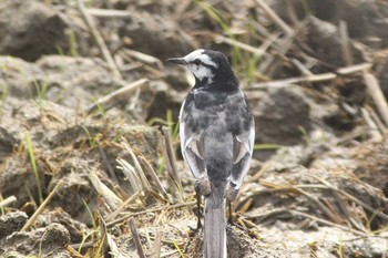 Sat, 3/27/2021 Birding report at 愛知県知多市社山１丁目 34°59'46.7" 136°53'22.6"