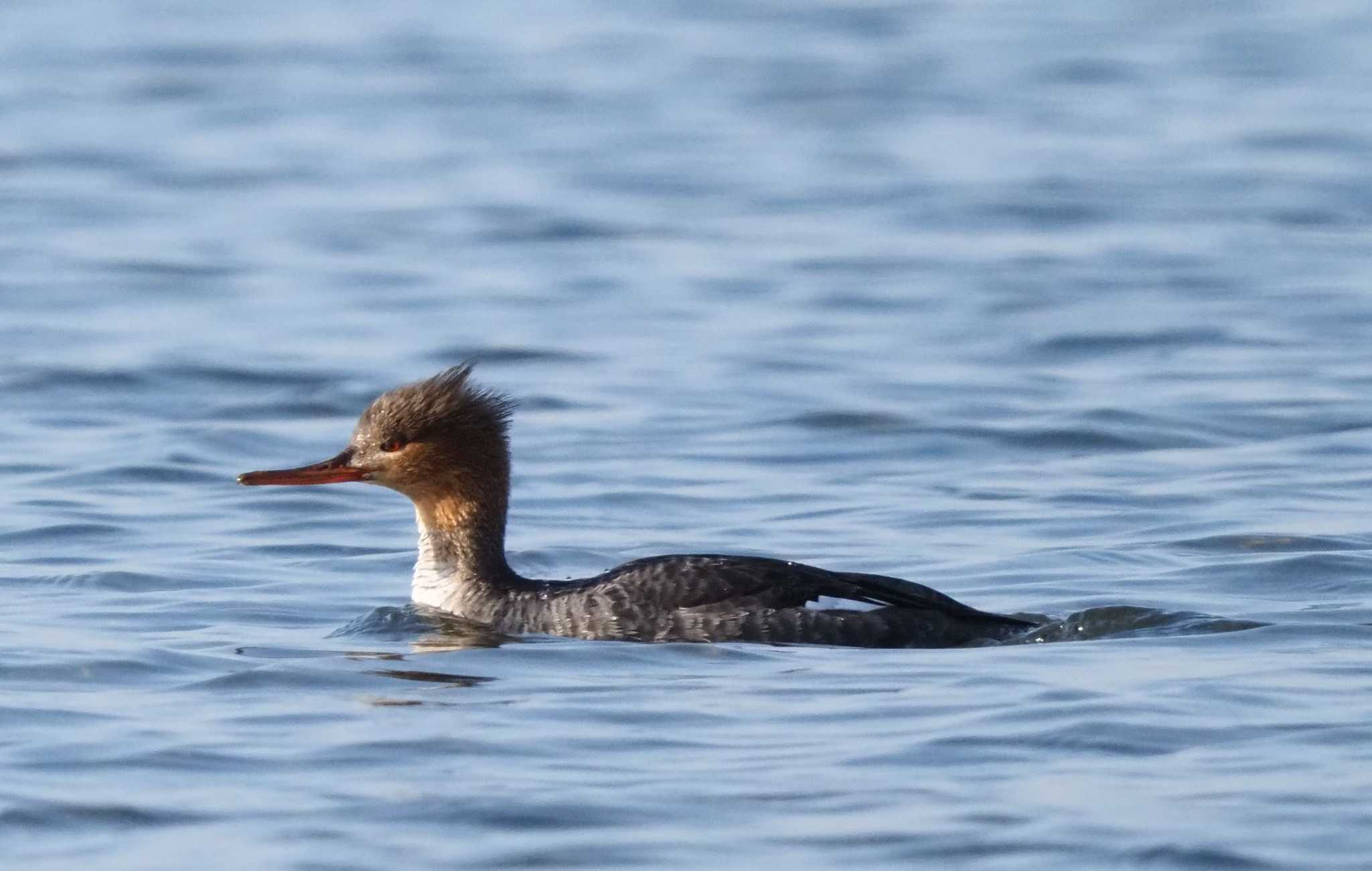 ふなばし三番瀬海浜公園 ウミアイサの写真