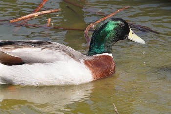 マガモ 和歌山県紀の川市 平池緑地公園 2021年3月27日(土)