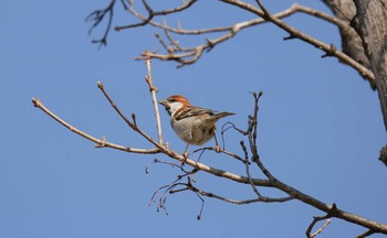 Russet Sparrow 川里中央公園 Sat, 3/27/2021