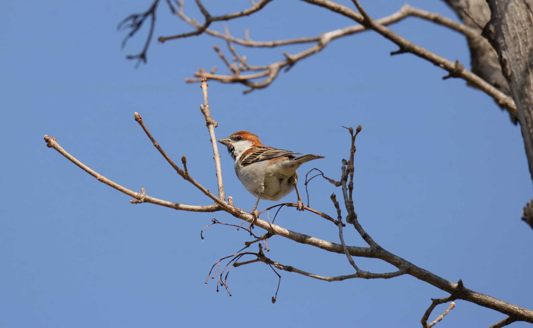 Russet Sparrow