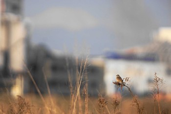 ホオアカ 多摩川 2021年3月24日(水)