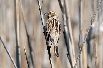 オオジュリン 守谷野鳥のみち 2021年3月27日(土)