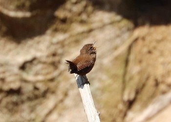 Eurasian Wren Hayatogawa Forest Road Sat, 3/27/2021