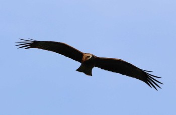 Black Kite Hayatogawa Forest Road Sat, 3/27/2021