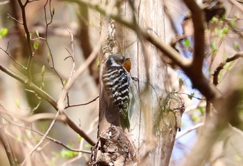 Japanese Pygmy Woodpecker Hayatogawa Forest Road Sat, 3/27/2021