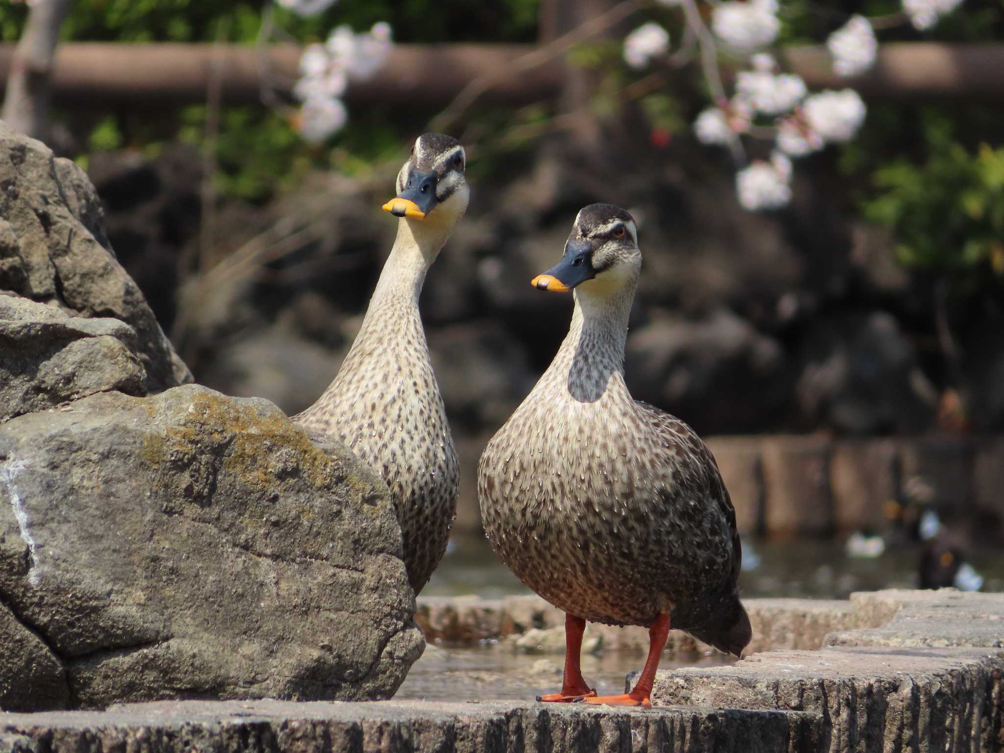 大池親水公園 カルガモの写真