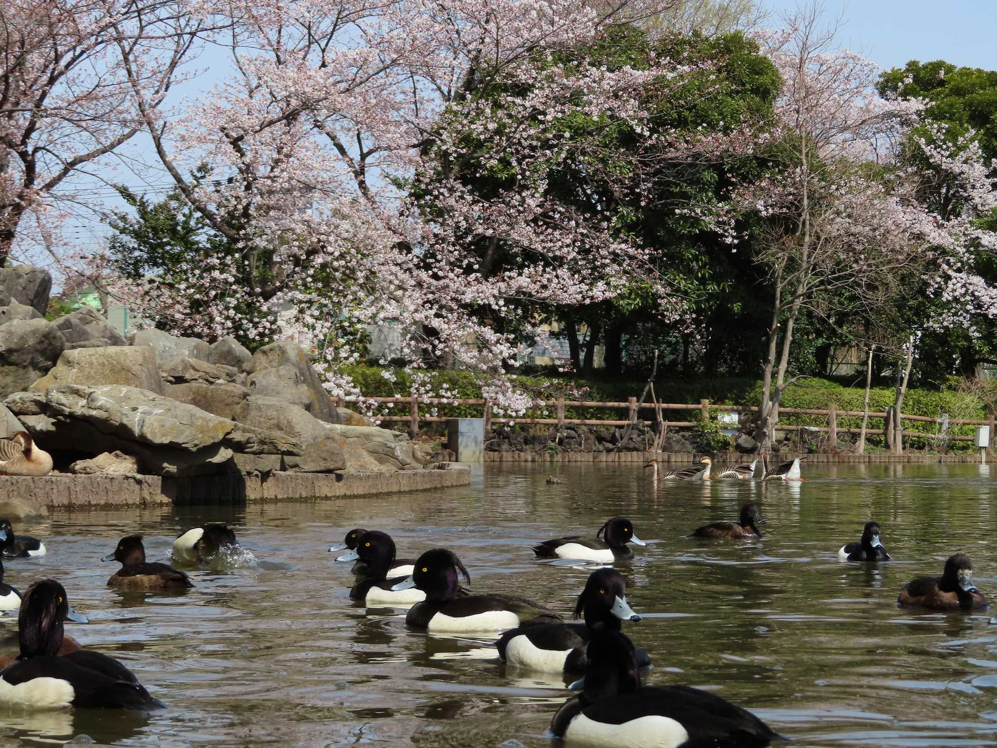 大池親水公園 キンクロハジロの写真 by kou