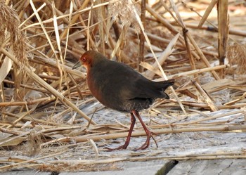 Ruddy-breasted Crake 大阪府大阪市 淀川 Sat, 2/11/2017