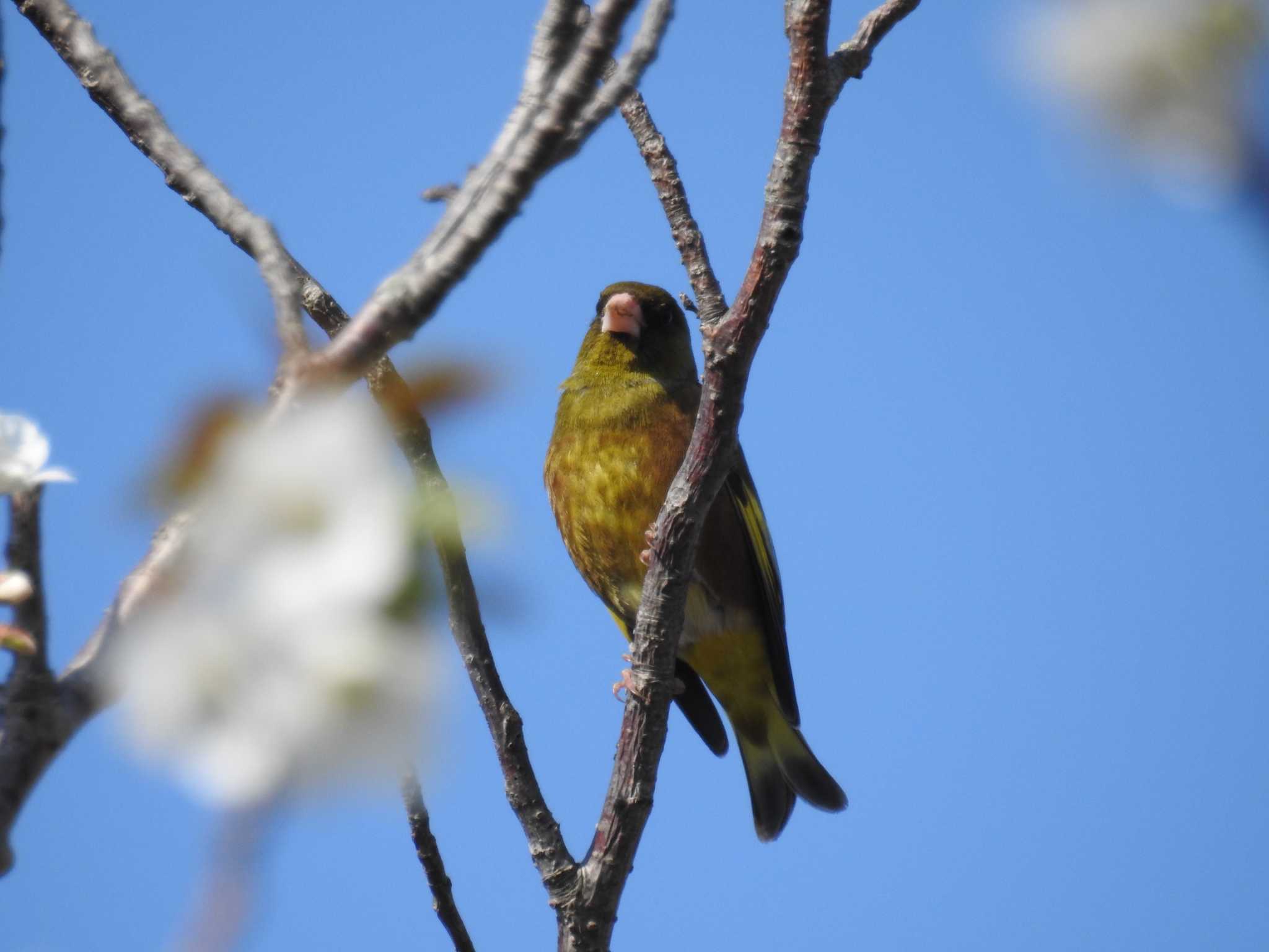 Grey-capped Greenfinch