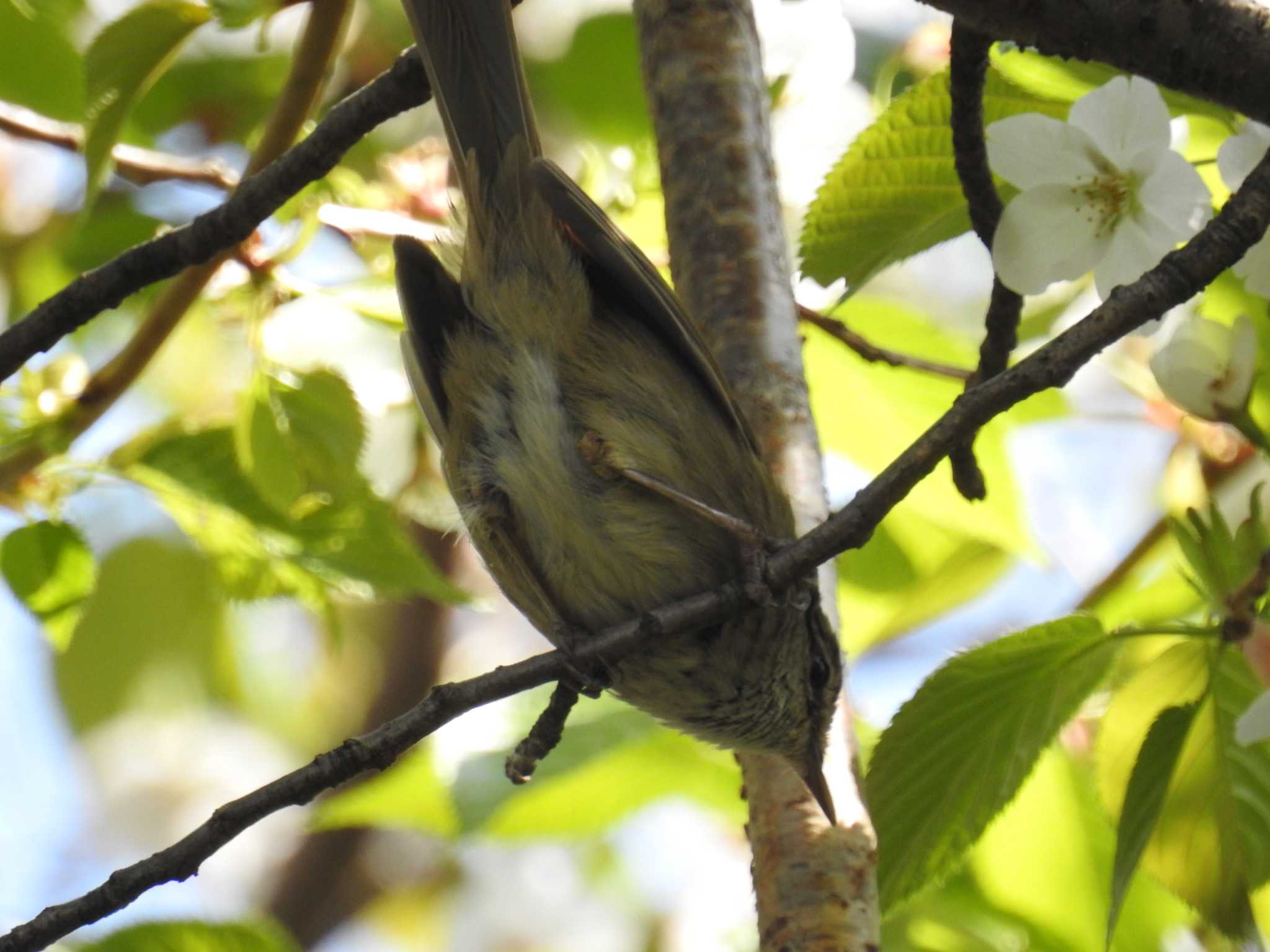 Japanese Bush Warbler