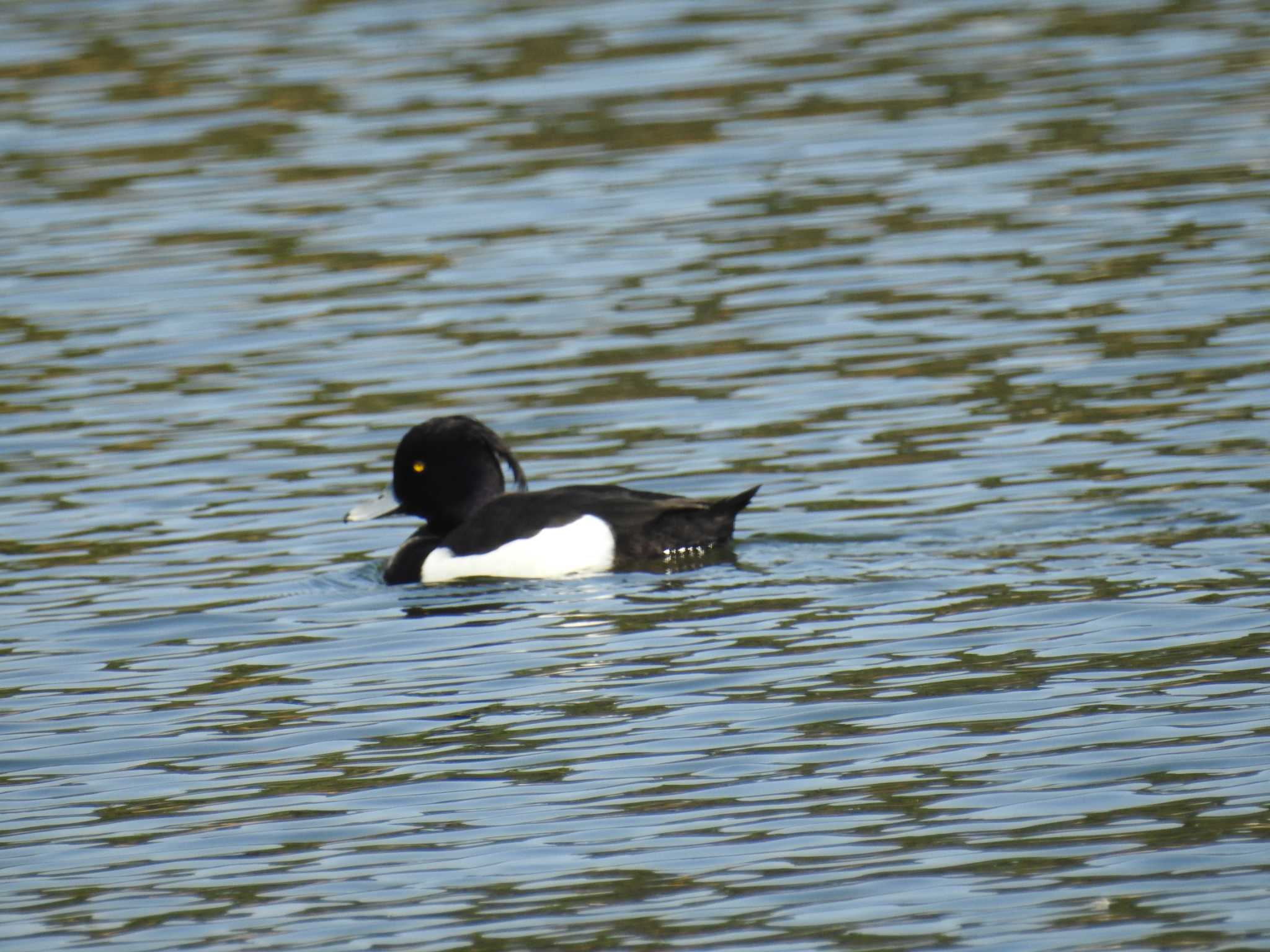 Tufted Duck