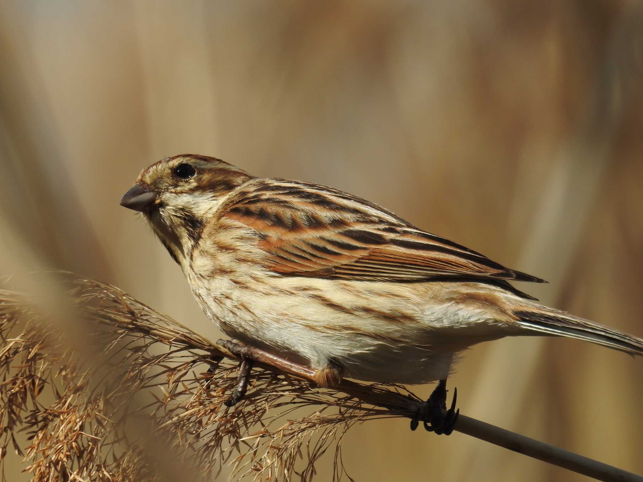 Common Reed Bunting