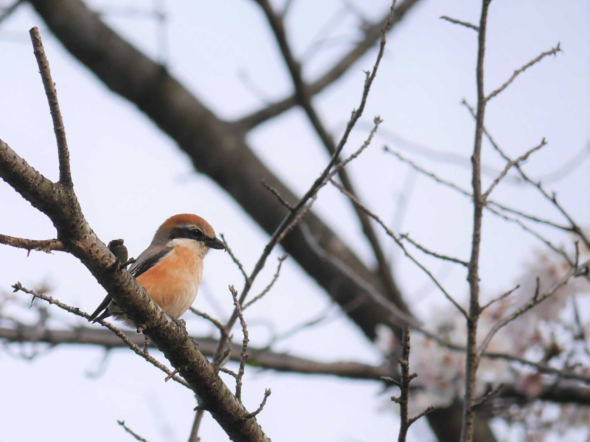 Bull-headed Shrike