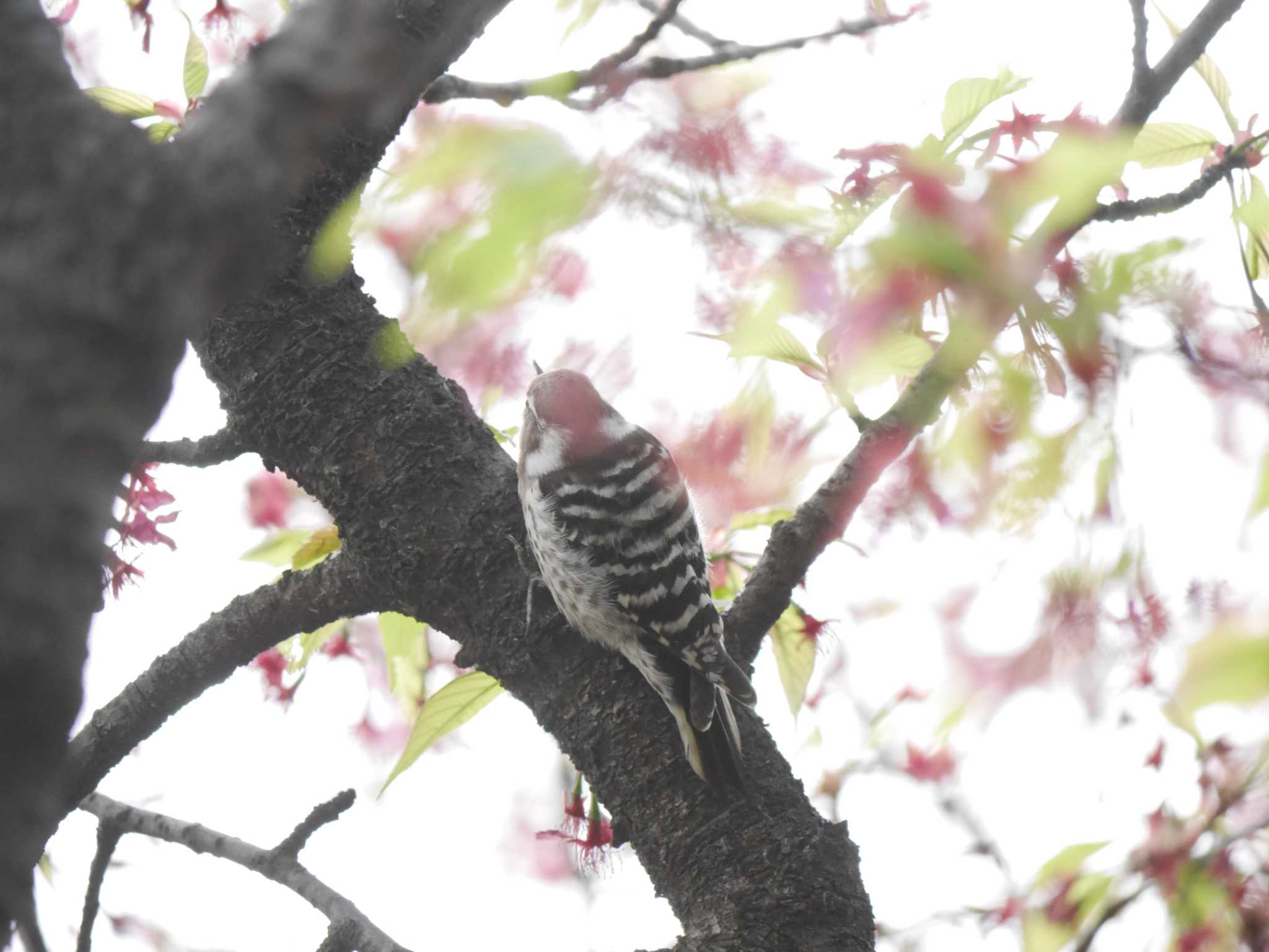 Japanese Pygmy Woodpecker