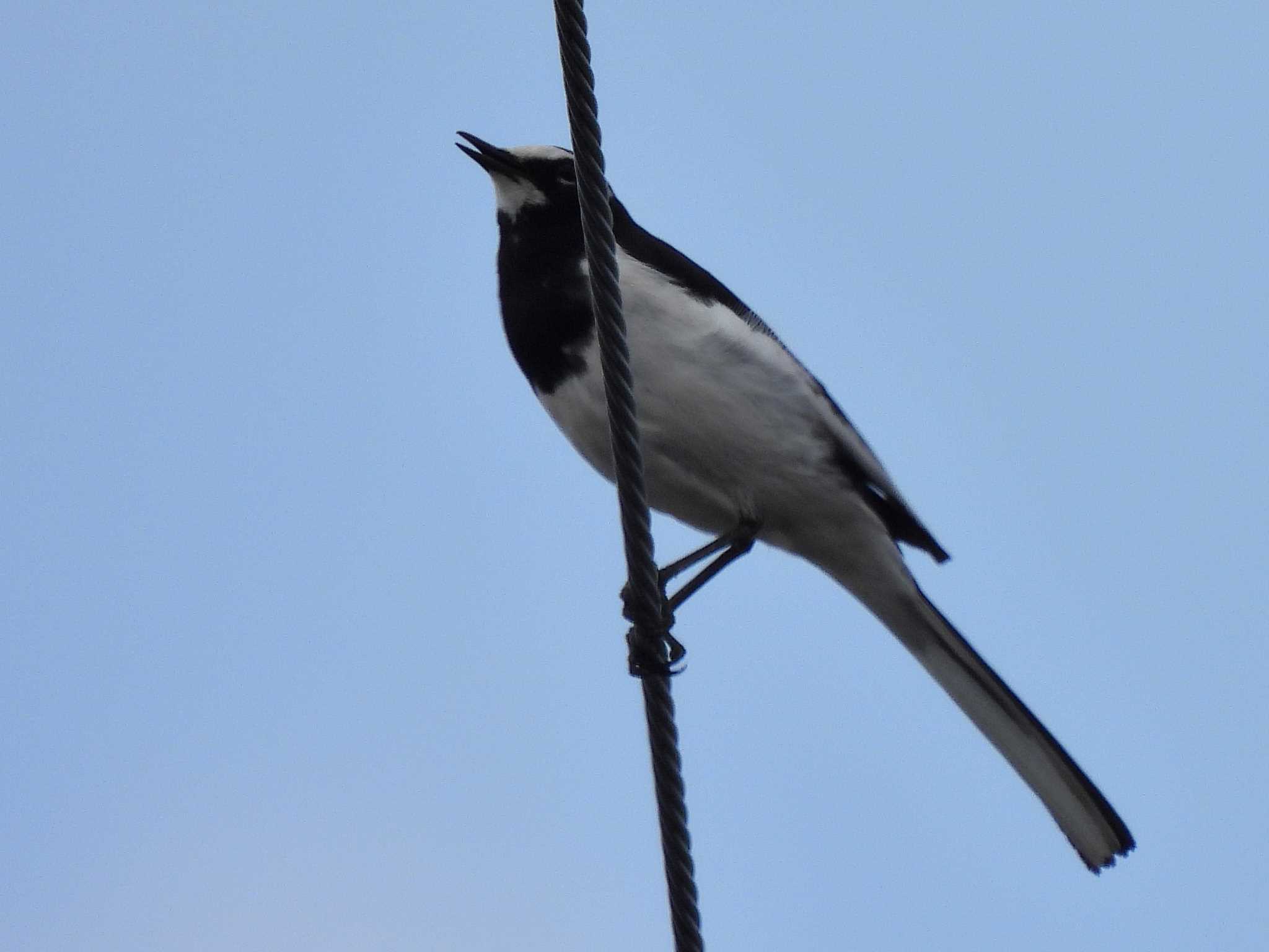 Japanese Wagtail