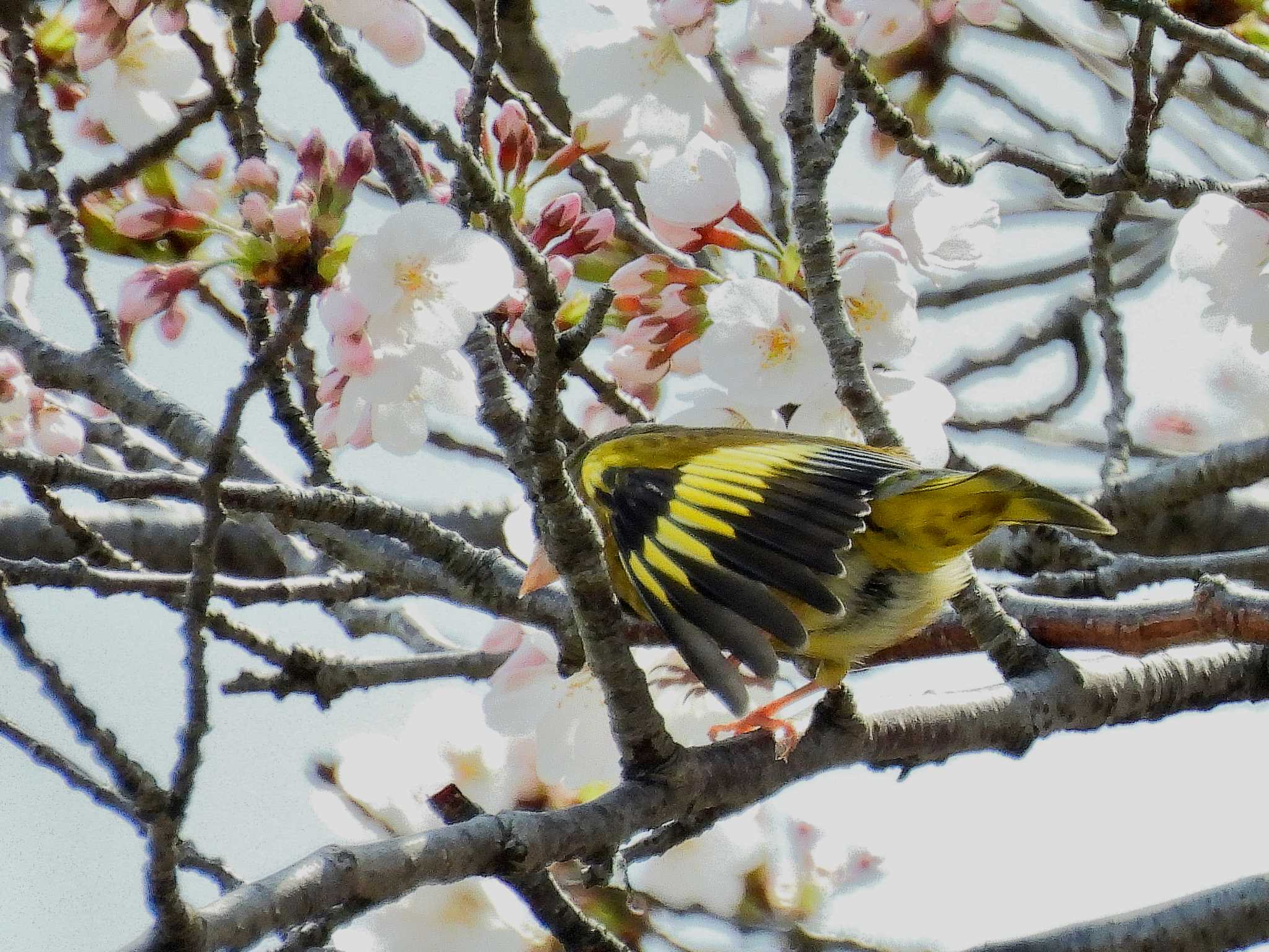 Photo of Grey-capped Greenfinch at 愛知県 by よつくん