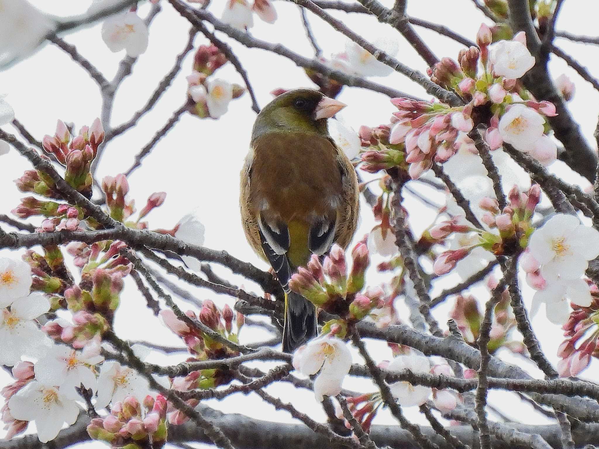 Photo of Grey-capped Greenfinch at 愛知県 by よつくん